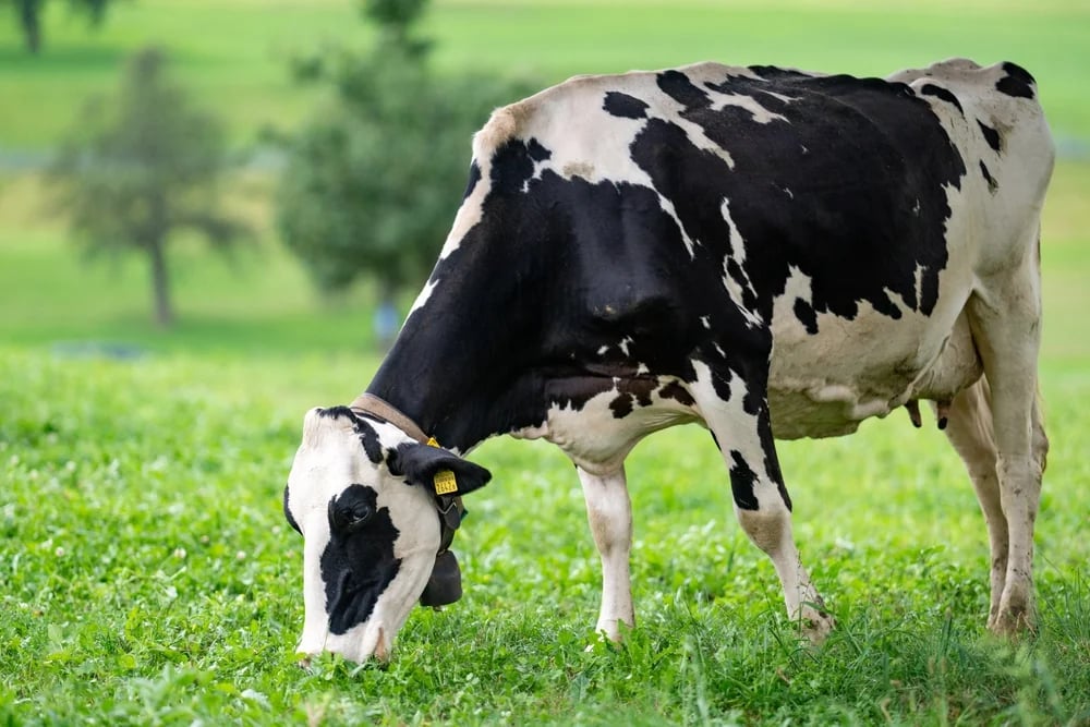 Nutrition Consultation - Expert feed advice for livestock