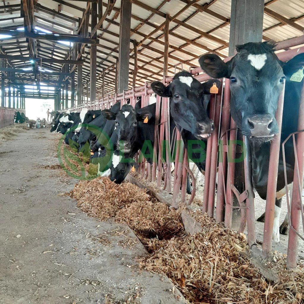 Tips Ahli: Mengoptimalkan Efisiensi Pakan untuk Sapi Potong