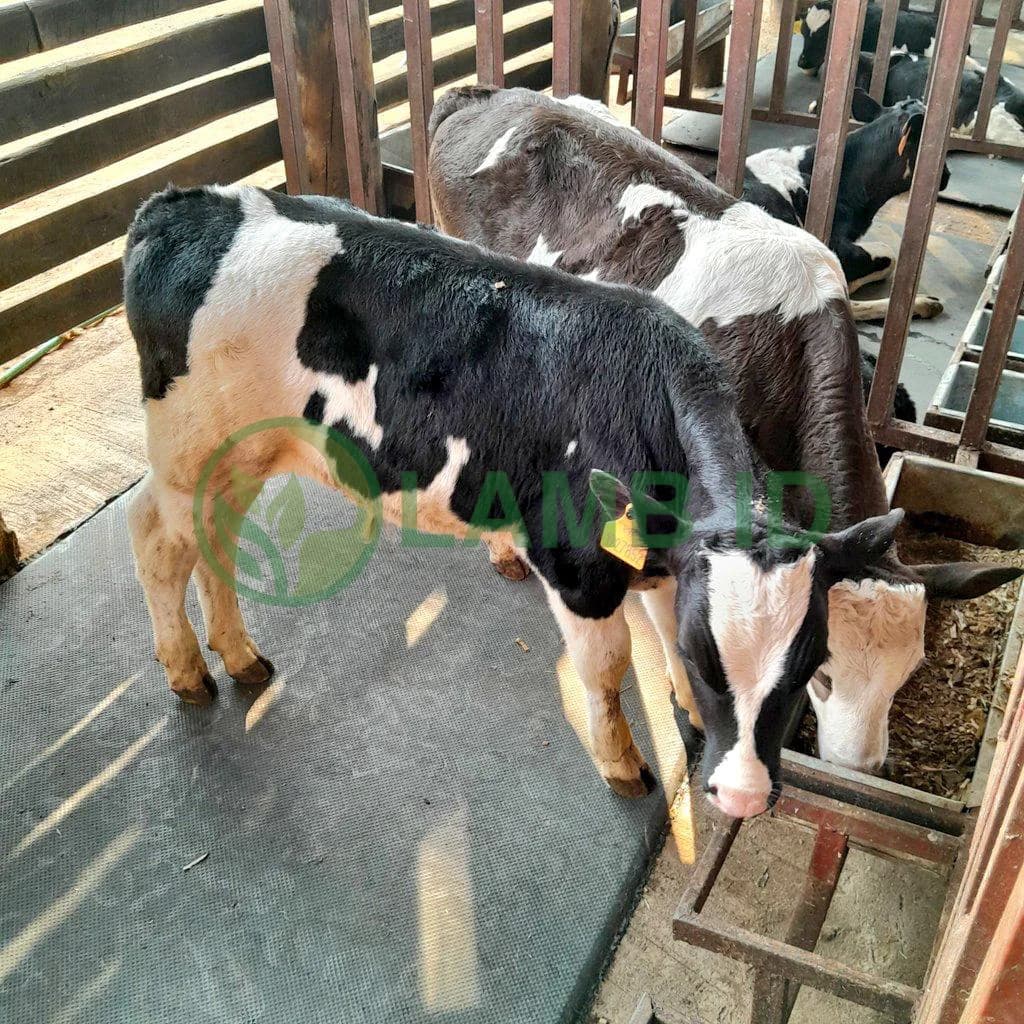 Memahami Formulasi Pakan: Ilmu di Balik Nutrisi Ternak Berkinerja Tinggi