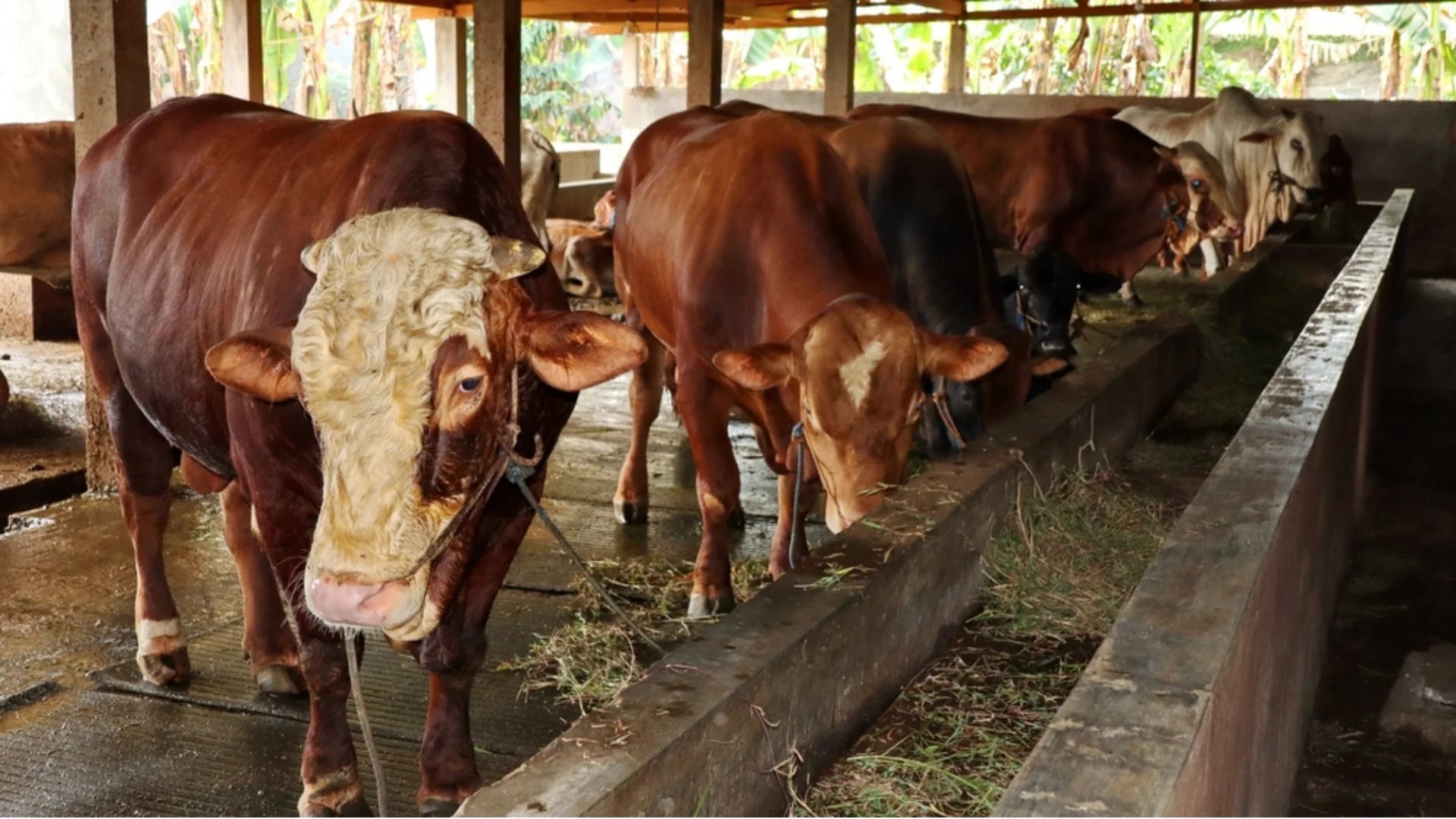 Agricultural services - Comprehensive livestock support